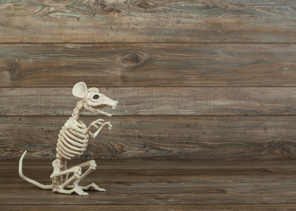Skeleton Rat