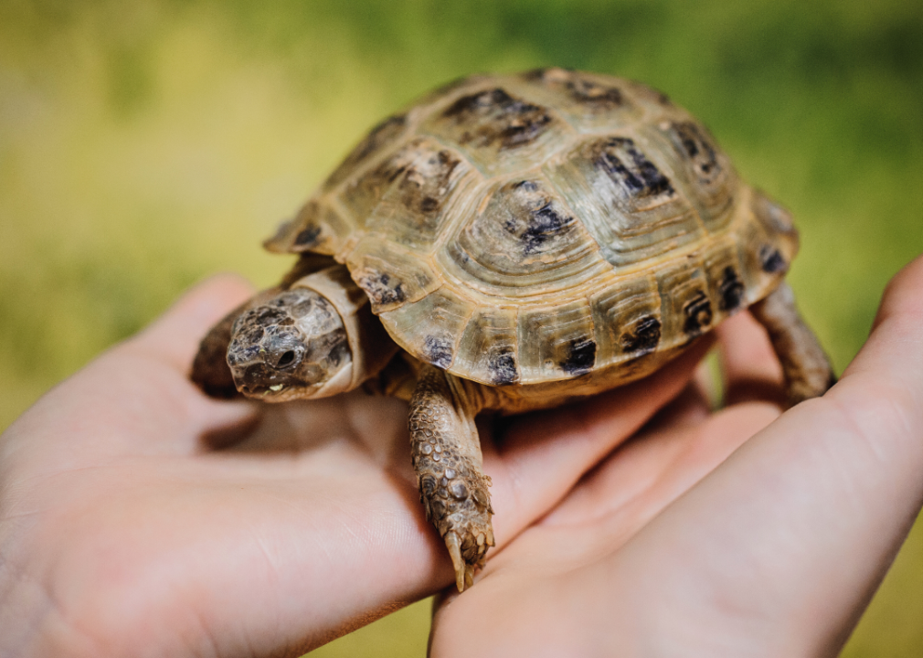 turtle in hand